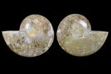 Daisy Flower Ammonite (Choffaticeras) - Madagascar #125498-1